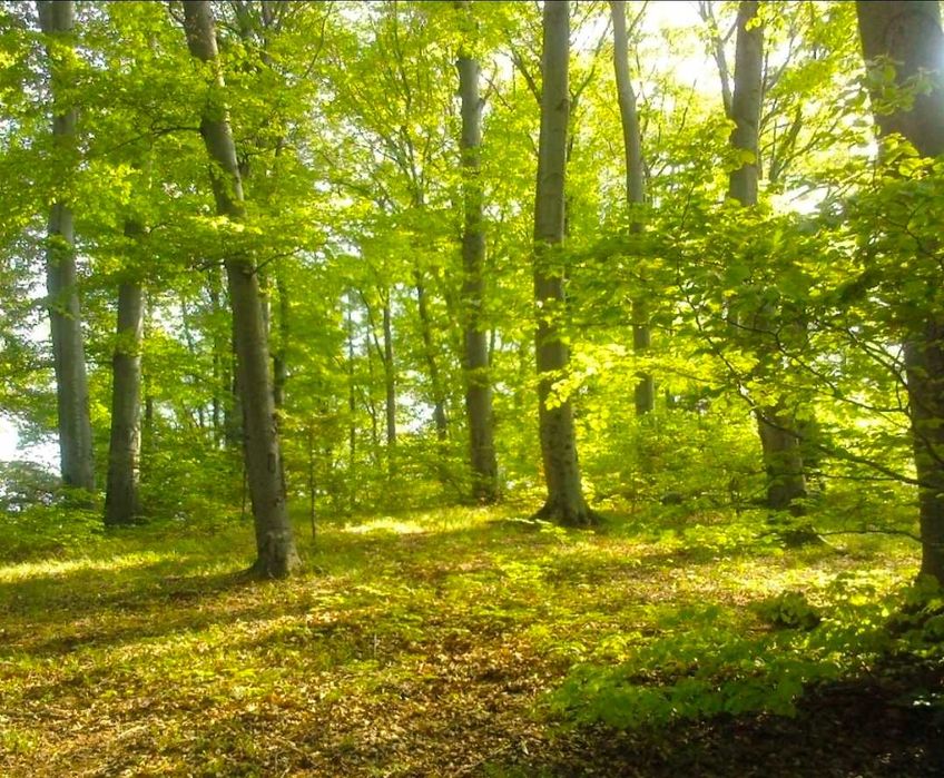 Pădure mixtă 5.15 ha -  Șalcău, Sibiu | 40 km Sibiu · 25 km Mediaș, stejar fag, carpen, salcâm