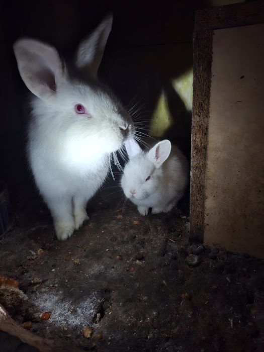 Pereche de iepurasi cap de leu