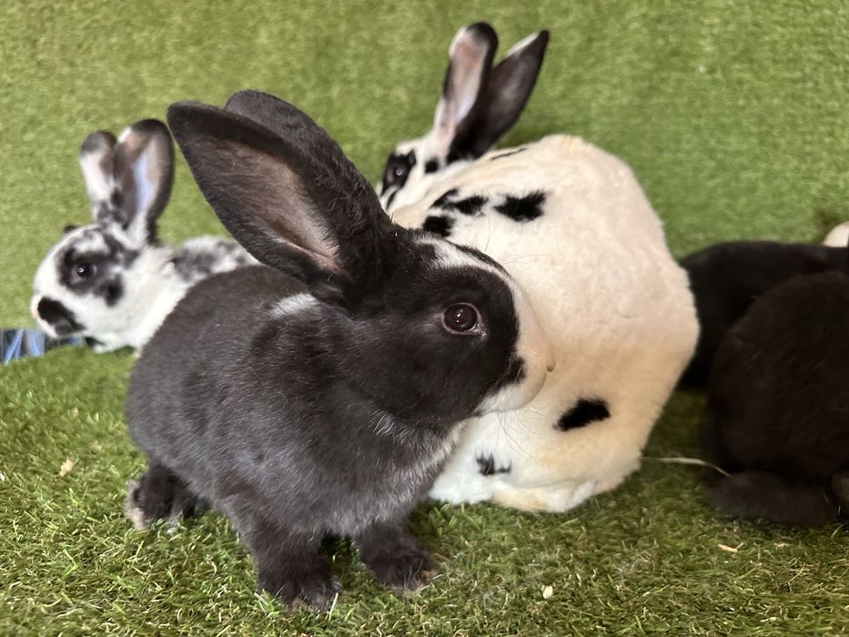 Pui de iepurasi de vanzare