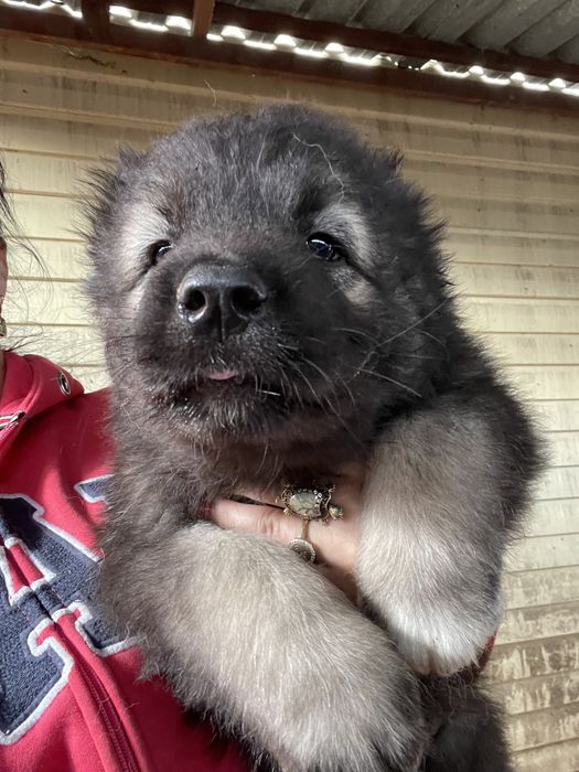 Щенки кавказской овчарки