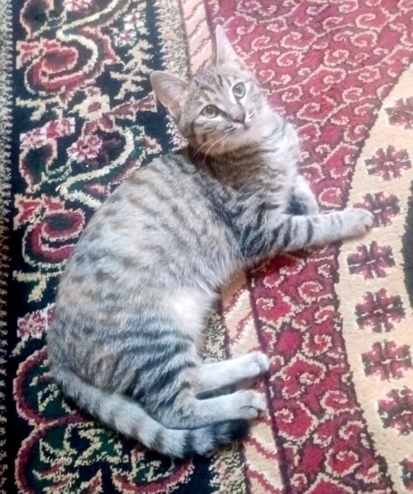 Щенята и котЯта в добрые руки