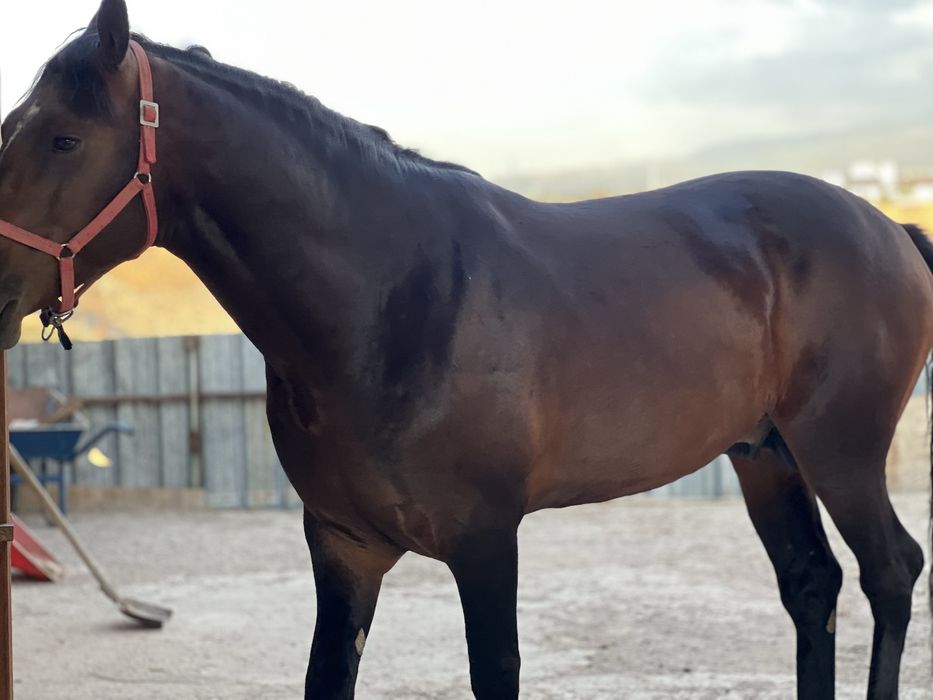 Айғыр 5 жасар Ағылшын-Дончак