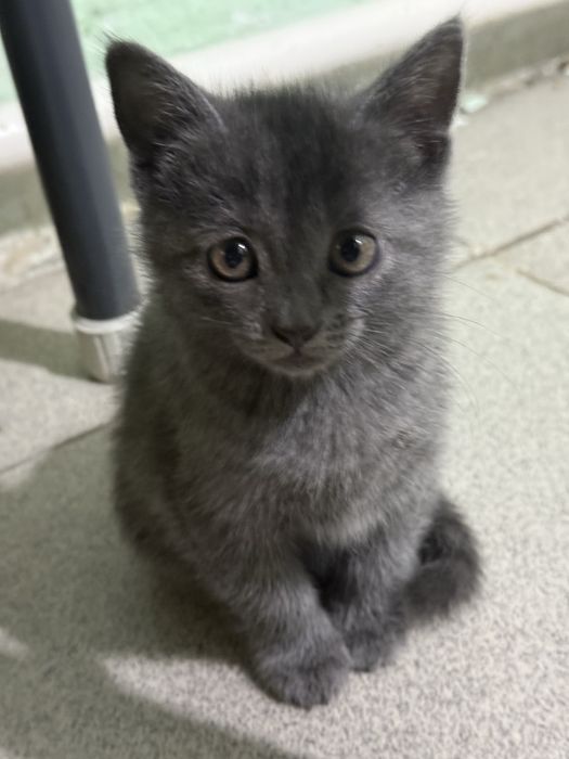 Котята почти 2 месяца в добрые руки
