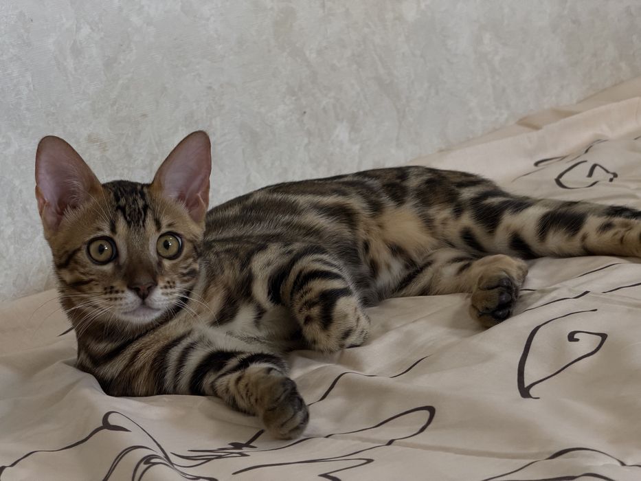 Котенок с родословной