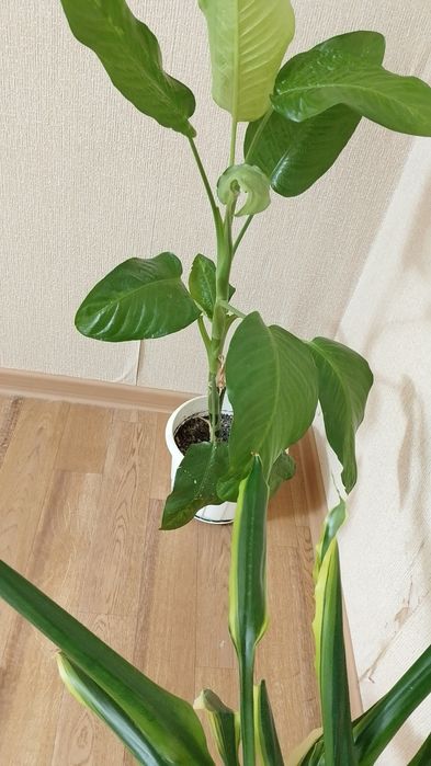Продам цветы срочно недороо