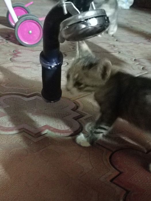 Котята  в добрые руки