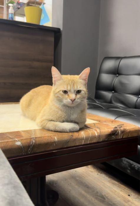 Отдам кота в хорошие руки