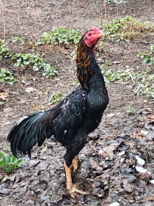 Дакан хуроз жангари