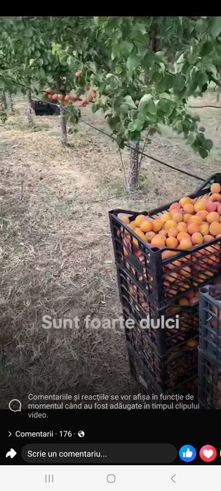 Vand caise de tuica