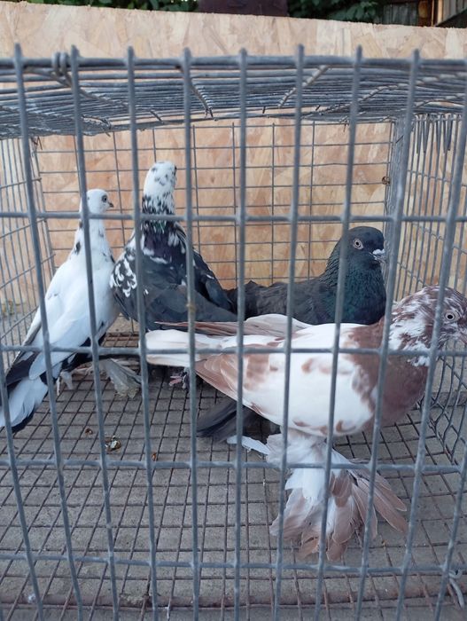 Продаю голубей лётных