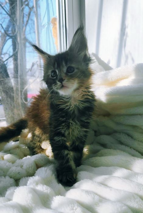 Мы ждём любящих родителей!