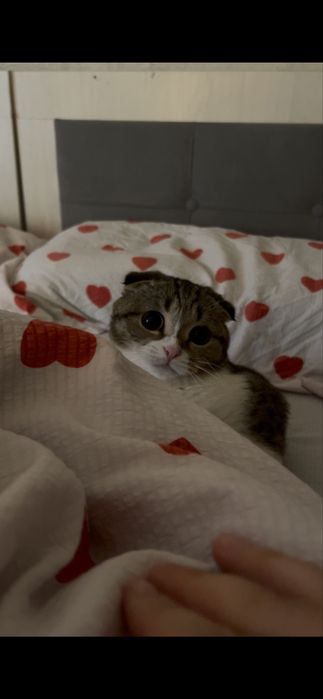 Шотландская вислоухая