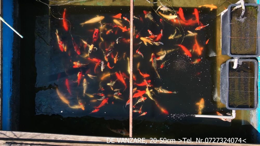 Crapi Koi/Butterfly
