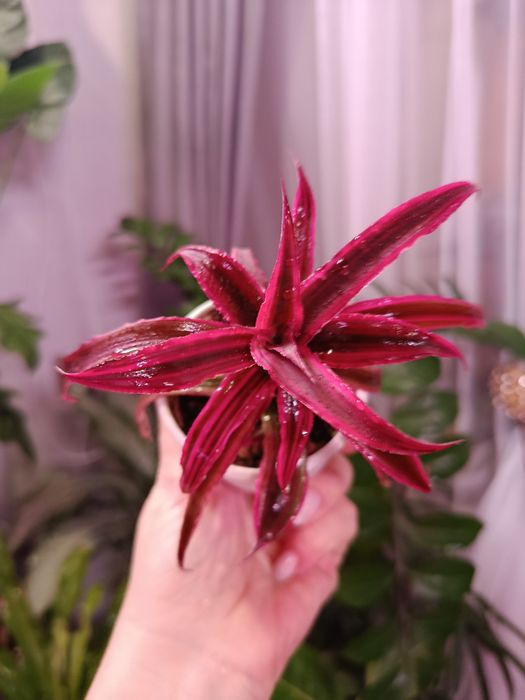 Продам комнатные цветы