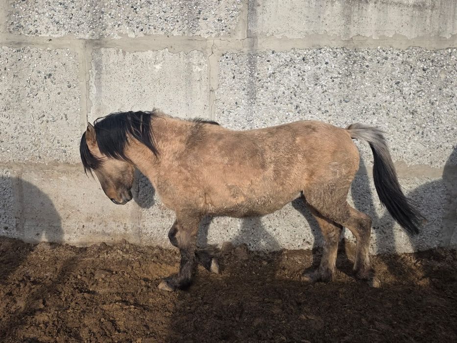 Мұғалжар айғырлар сатылады