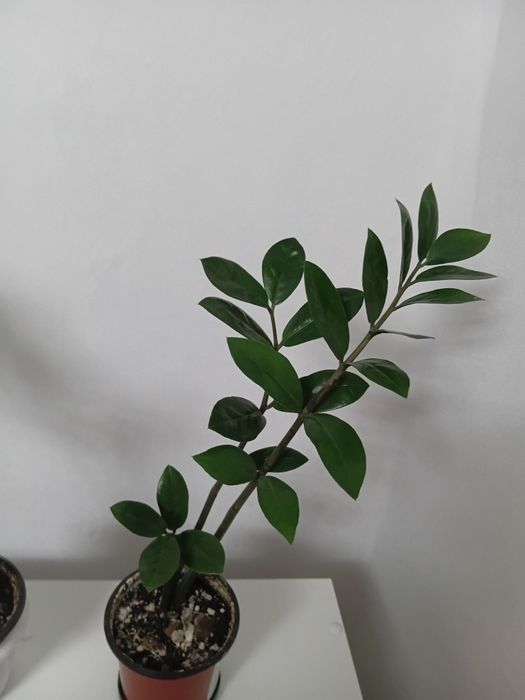 Денежное дерево. Замиокулькас.