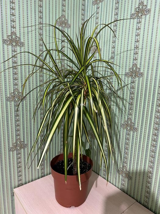 Декоративные комнатные цветы