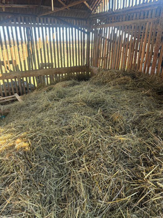 Vând fan si otava nebalotat