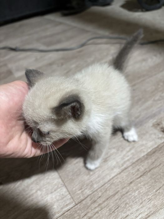 Котята разных пород