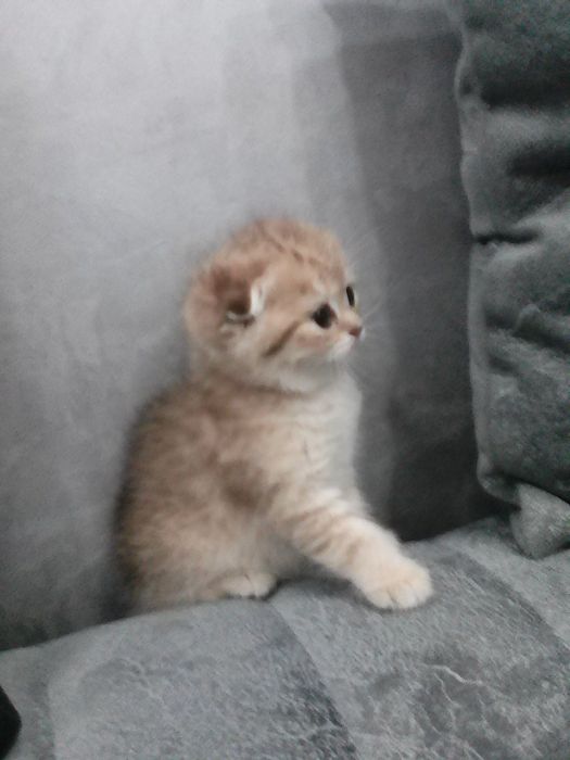 Продается котёнок