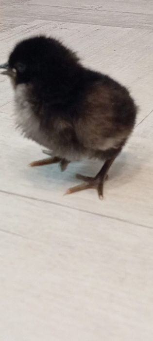 Vand pui rasa Australorp de 3 saptamani