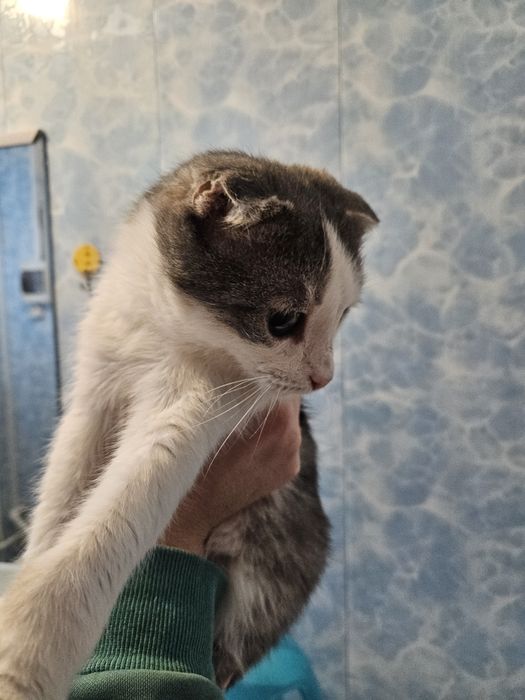 Отдадим в хорошие руки котика