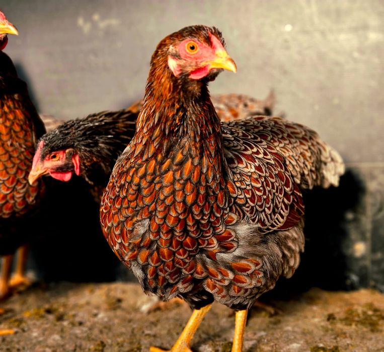 De vânzare Familii și oua pt incubat