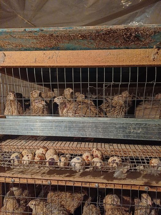 Бодене енді жұмыртқаға кірген