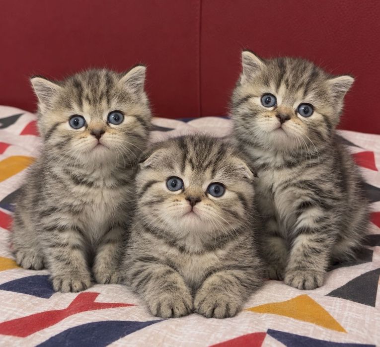 Чистокровненькие Котята