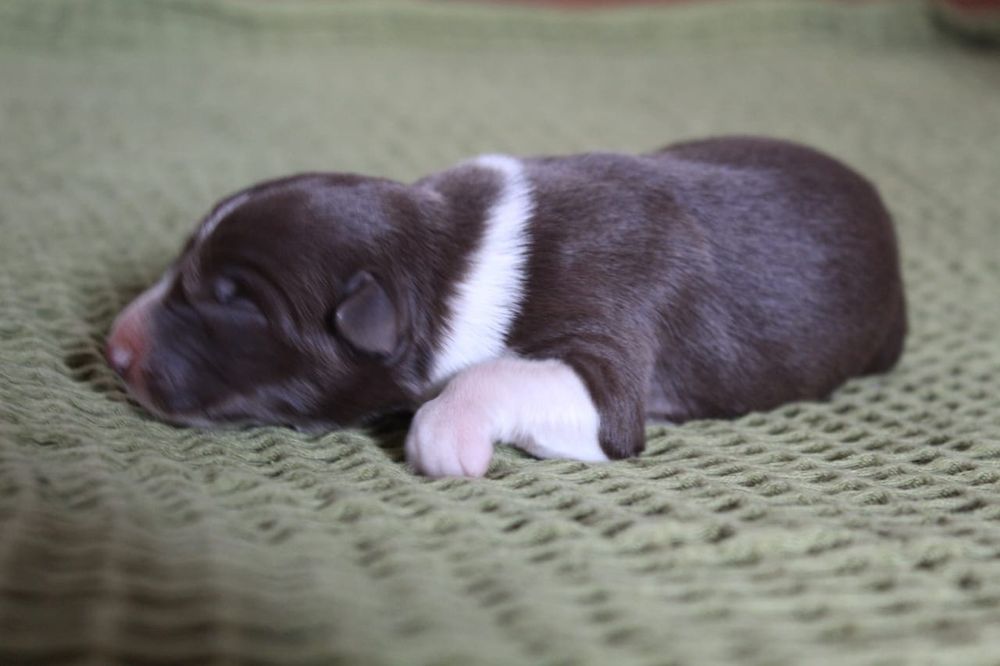 щенки бордер колли