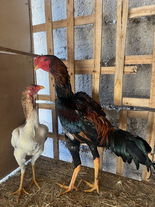 Бойцовский петух Дакан