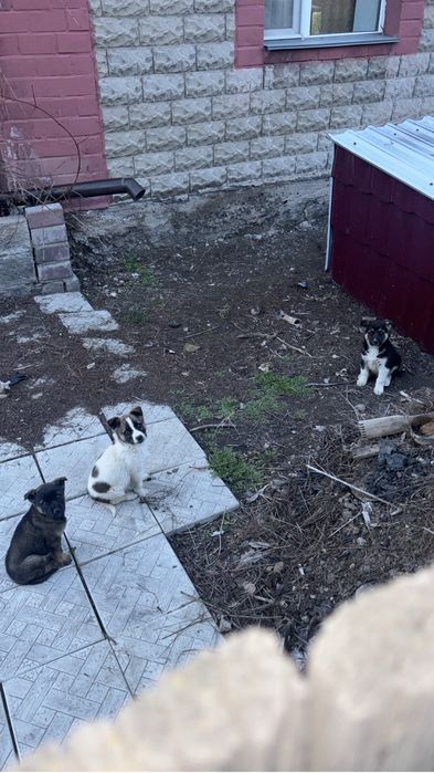 Отдам трех щенят в добрые руки