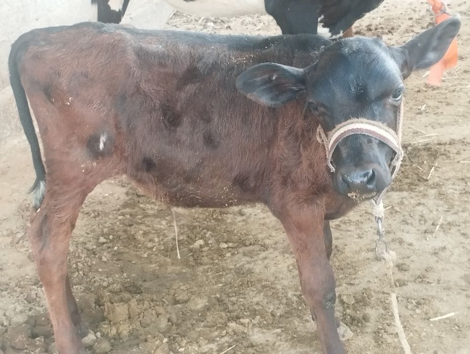 Sigir sotiladi bolasi buqacha