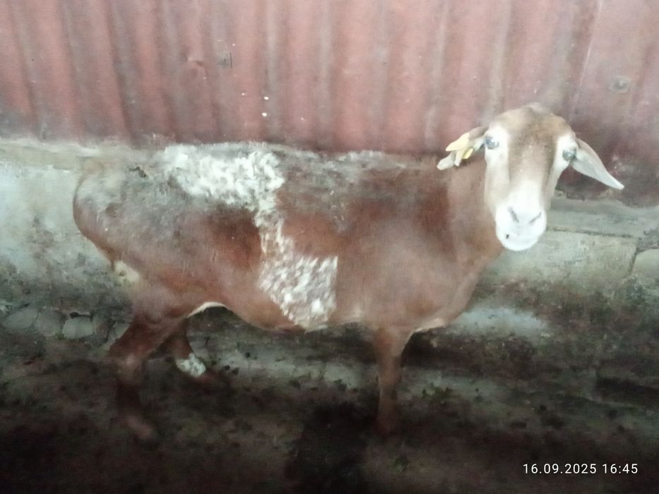 Продам бараны жырные срочно