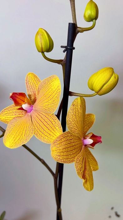 Орхидеи Голландия  70 см