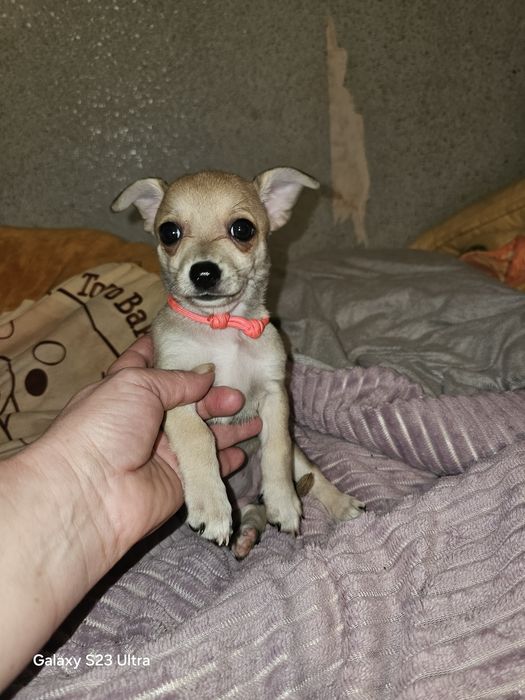Девчушка чихуахуа стандарт