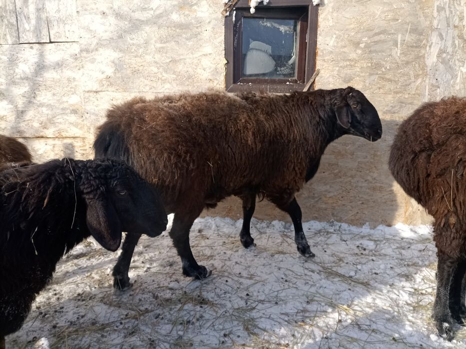 Продам кошкара порода гиссар