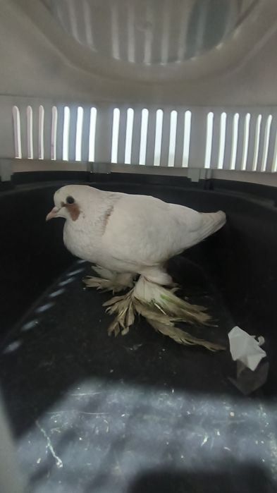 Продается Голуб.