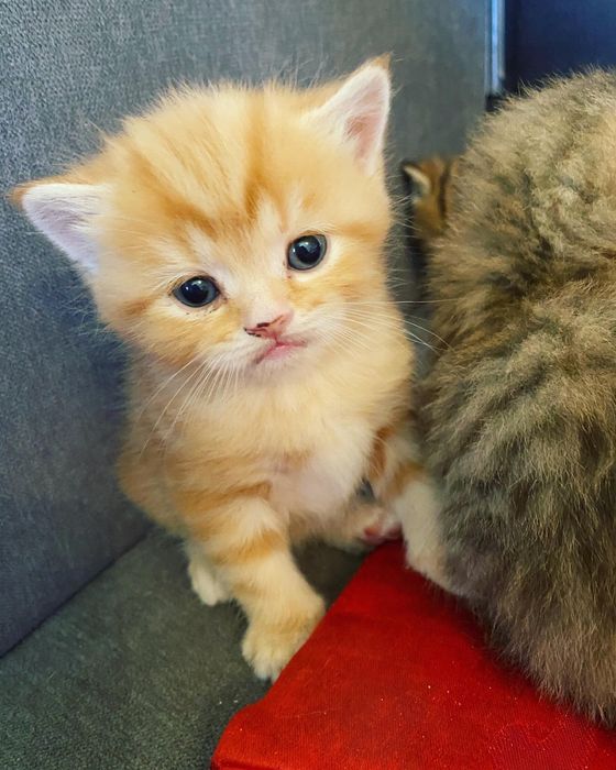 Шотландский скоттиш Страйт котенок