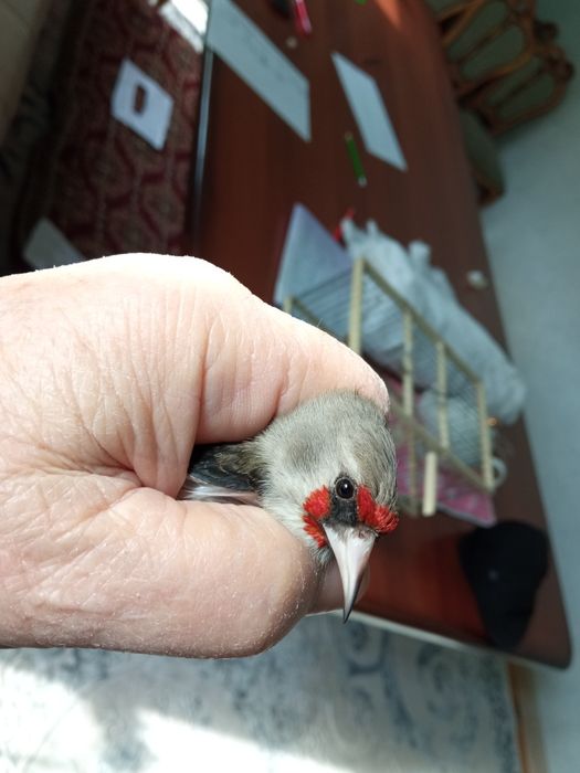 Норчи сотилади, тутилган.