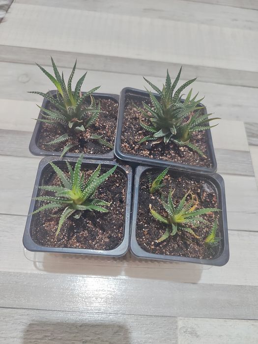 Продам Хавортию .