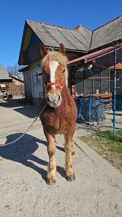 Vând mânz de 9 luni mai multe detalii în privat!