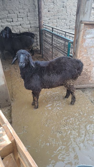 4 бас ұрғашы тоқты сатылады