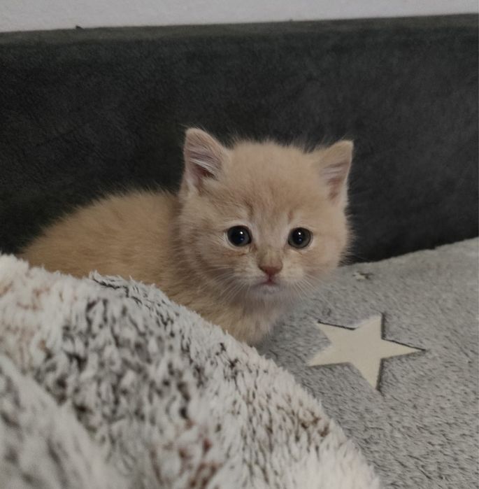 Милые котеночек в добрые руки
