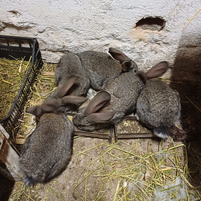 Iepuri Uriaș German