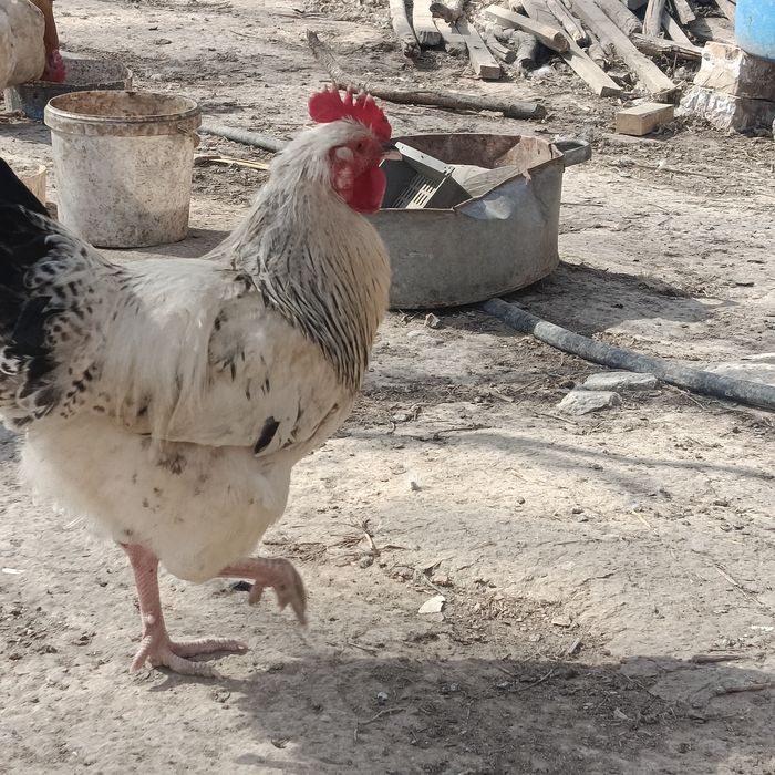 Кораздар сатылады!