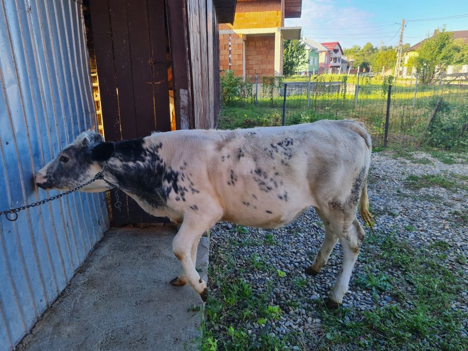 Vițea  de 6 luni