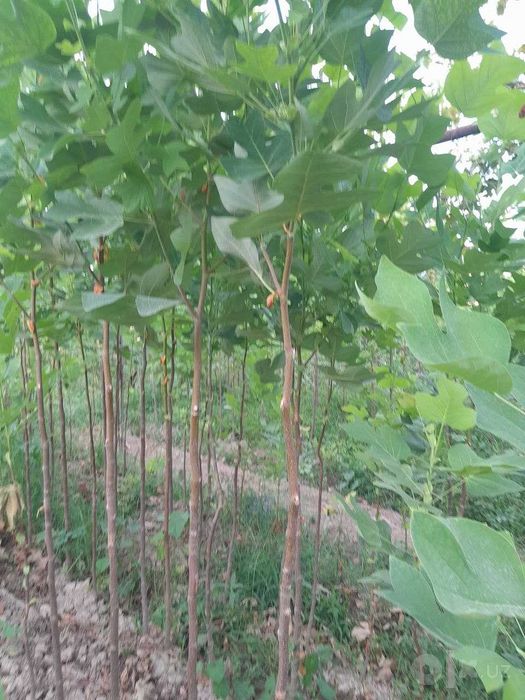 Landshaft uchun manzarali daraxt ko'chatlari