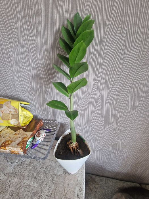 Цветок Замиакулькас.