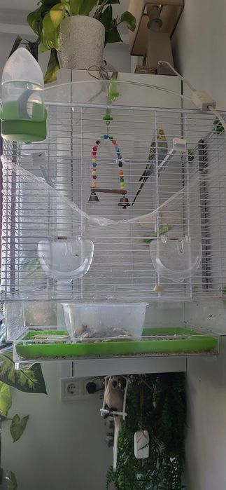 Vand colivie mare + pui perus mascul